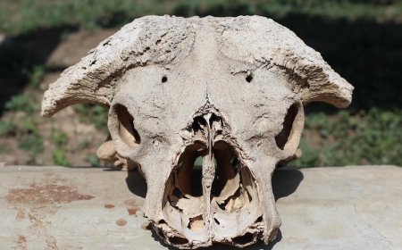 İnsanlar 50.000 Yıl Öncesine Kadar Toplu Av Yapamıyordu