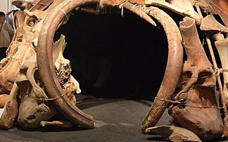 İnsanlar Buzul Çağında Mamut Kemiklerinden Yapı Yapıyordu