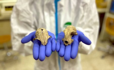 Evcil Kediler 2.000 Yıl Önce Kuzey Afrika’dan Yayılmış Olabilir