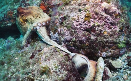 Erkek Ahtapotların “Süper Kolu”: Dişinin Cinsiyet Hormonunu Algılayarak Karanlıkta Bile Döllenme Sağlayan Mekanizma