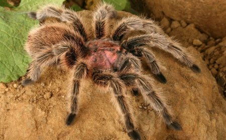 Gül Tüylü Tarantula: Pembe, Yırtıcı ve Şaşırtıcı Derecede Popüler Bir Türün Bilimsel Portresi