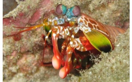 Dünya’daki en tuhaf gözler dünyamızı nasıl görüyor?